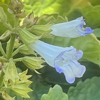 Horminum (Salvia) pyrenaicum white-flowered